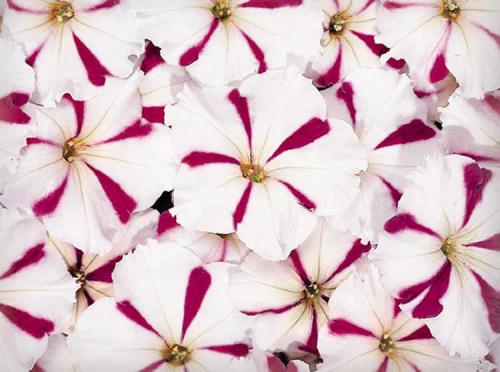 Как ухаживать за рассадой ампельной петунии. Выращивание петуний: советы опытных садоводов