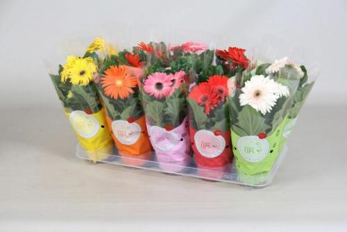 Цветы в горшке в подарок женщине. Какие цветы в горшках подарить на 8 марта, фото и название, как выбрать