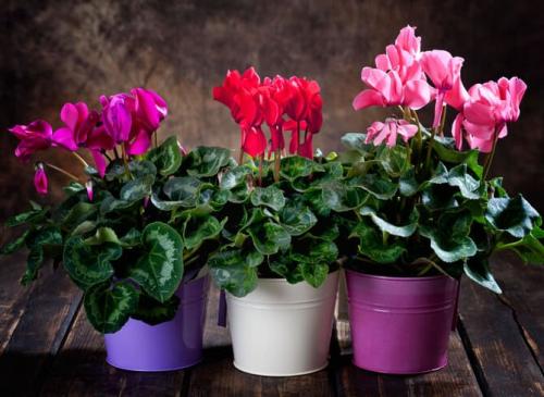 Цветы в горшке в подарок женщине. Какие цветы в горшках подарить на 8 марта, фото и название, как выбрать