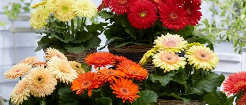 Цветы в горшке в подарок женщине. Какие цветы в горшках подарить на 8 марта, фото и название, как выбрать