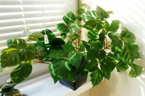 Комнатные растения со сложными листьями. Комнатные цветы: фото и названия (каталог)