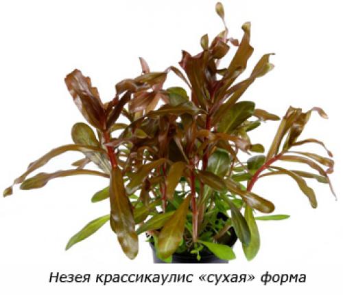 Розеточные растения для аквариума. II Разнообразие аквариумных растений. 03 Розеточные растения для аквариума. II Разнообразие аквариумных растений. 03