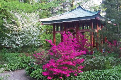 Теневыносливые садовые декоративные растения. Рекомендации 05 Теневыносливые садовые декоративные растения. Рекомендации 05