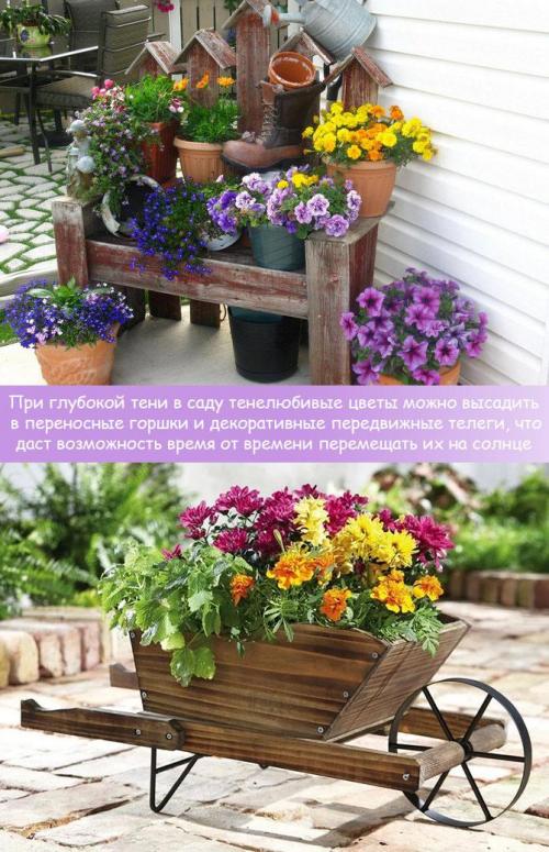 Теневыносливые садовые декоративные растения. Рекомендации