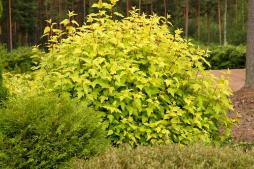 Теневыносливые садовые декоративные растения. Рекомендации 04 Теневыносливые садовые декоративные растения. Рекомендации 04