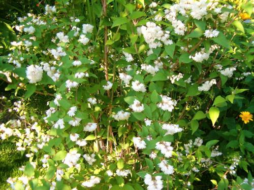 Теневыносливые садовые декоративные растения. Рекомендации 02 Теневыносливые садовые декоративные растения. Рекомендации 02