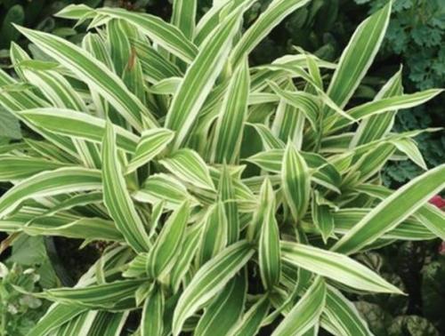 Теневыносливые примеры. Большой список тенелюбивых растений