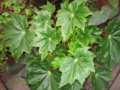 Комнатные растения для темных помещений. Разновидности тенелюбивых и теневыносливых растений 09