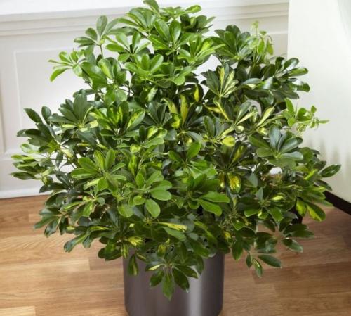 Тенелюбивые комнатные растения для прихожей. 16 лучших тенелюбивых комнатных растений с названиями