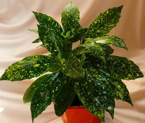 Комнатные растения для слабоосвещенных помещений. 33 тенелюбивые комнатные растения с минимальными требованиями к освещению