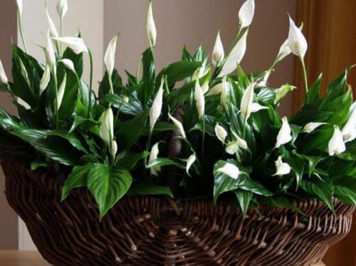 Комнатные растения для темных помещений. Разновидности тенелюбивых и теневыносливых растений 10