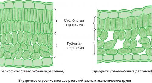 Сциофиты признаки. *§ 5—1. Экологические группы растений по отношению к световому режиму среды обитания