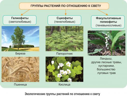 Сциофиты признаки. *§ 5—1. Экологические группы растений по отношению к световому режиму среды обитания