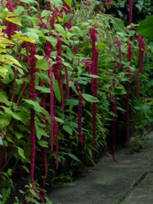 Красивые однолетники для украшения тенистых мест в саду. Однолетние тенелюбивые садовые цветы 03 Красивые однолетники для украшения тенистых мест в саду. Однолетние тенелюбивые садовые цветы 03