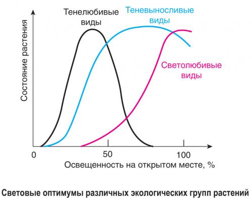 Светолюбивые тенелюбивые и теневыносливые растения. *§ 5—1. Экологические группы растений по отношению к световому режиму среды обитания