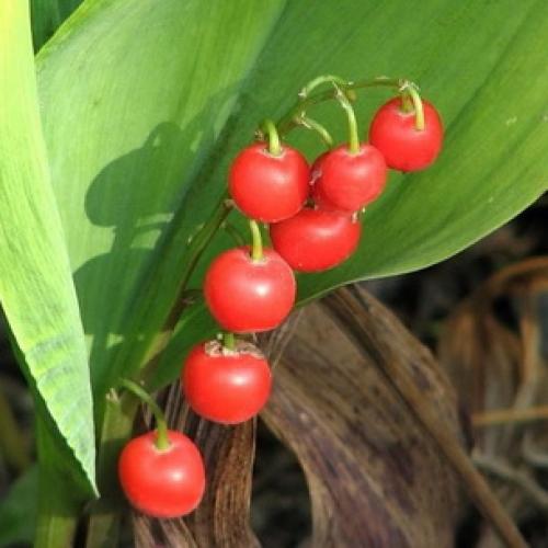 Светолюбивые и теневыносливые древесные растения. Отношение древесных пород к свету 12