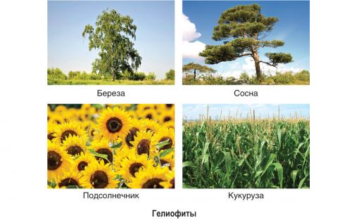 Светолюбивые тенелюбивые и теневыносливые растения. *§ 5—1. Экологические группы растений по отношению к световому режиму среды обитания