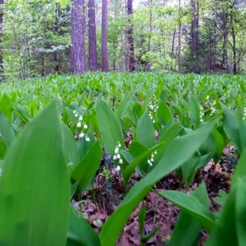 Светолюбивые и теневыносливые древесные растения. Отношение древесных пород к свету 08