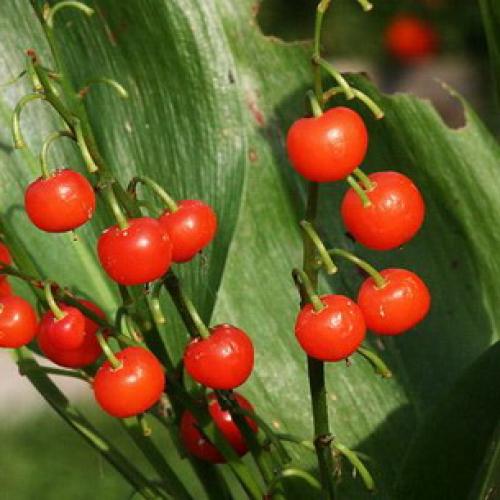 Светолюбивые и теневыносливые древесные растения. Отношение древесных пород к свету 13