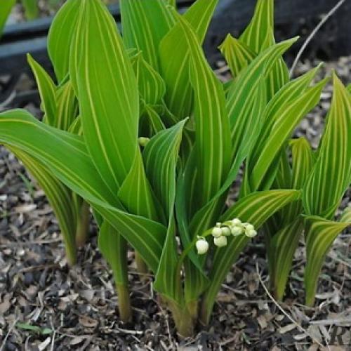 Светолюбивые и теневыносливые древесные растения. Отношение древесных пород к свету 10