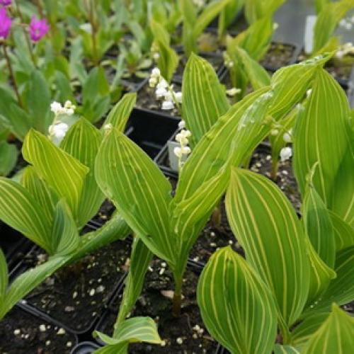 Светолюбивые и теневыносливые древесные растения. Отношение древесных пород к свету 11