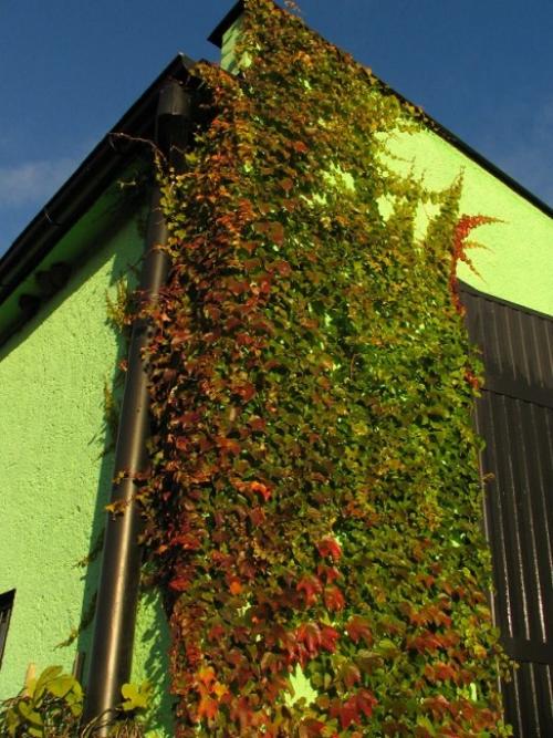 5 красивых лиан для тенистого сада. Что посадить в тенистом месте в верхнем, среднем и нижнем ярусе 12