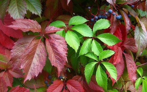 5 красивых лиан для тенистого сада. Что посадить в тенистом месте в верхнем, среднем и нижнем ярусе 10