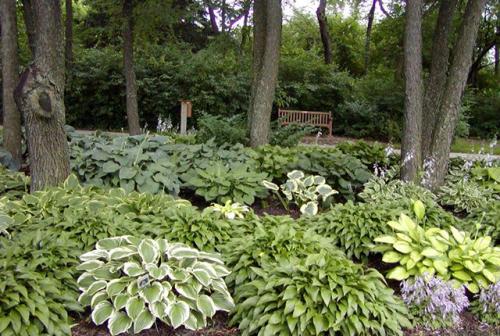 Какие растения любят тень и растут под деревьями. Что посадить в тени под деревьями