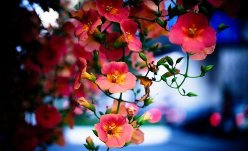 5 красивых лиан для тенистого сада. Что посадить в тенистом месте в верхнем, среднем и нижнем ярусе 16