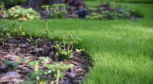 5 красивых лиан для тенистого сада. Что посадить в тенистом месте в верхнем, среднем и нижнем ярусе 05