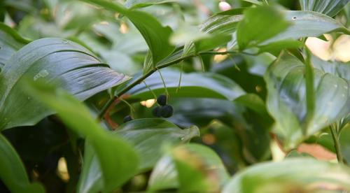 5 красивых лиан для тенистого сада. Что посадить в тенистом месте в верхнем, среднем и нижнем ярусе 04