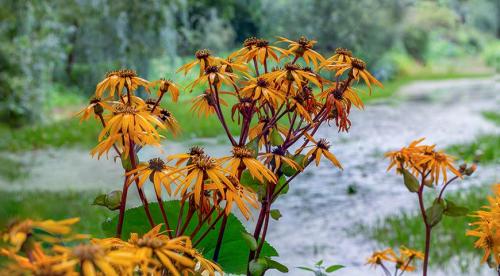 5 красивых лиан для тенистого сада. Что посадить в тенистом месте в верхнем, среднем и нижнем ярусе 02