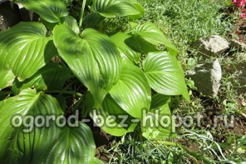 Что посадить в тени на участке. Добавление статьи в новую подборку 03 Что посадить в тени на участке. Добавление статьи в новую подборку 03