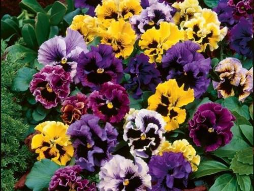 Цветы виола, как выращивать. Виола Виттрока (viola wittrockiana)