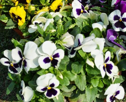 Цветы виола, как выращивать. Виола Виттрока (viola wittrockiana)