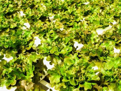 Выращивание кресс-салата на гидропонике. Понятия гидропоники