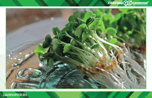 Как я выращиваю кресс-салат в открытом грунте и на подоконнике. Дома на подоконнике 05