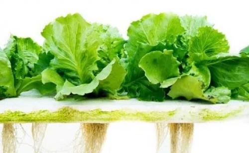 Выращивание кресс-салата на гидропонике. Понятия гидропоники