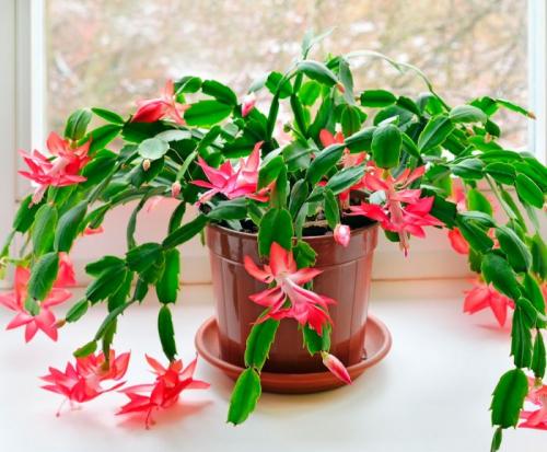 Популярные комнатные растения. Топ-10 самых популярных комнатных цветов