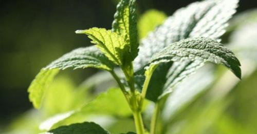 Справочник пряных трав. Многолетние пряные травы