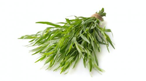 Какие пряные травы можно вырастить на огороде. Добавление статьи в новую подборку 14