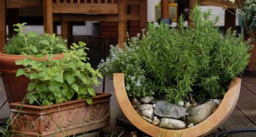 Какие пряные травы можно сажать вместе. Формирование клумбы с пряными травами