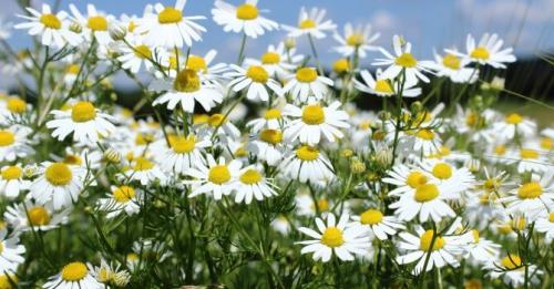 Пряные травы для чая. Дикорастущие растения и травы