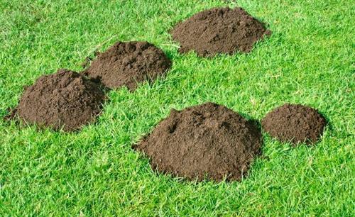 Многолетние пряные травы на подоконнике. 10 пряных трав, которые можно вырастить на подоконнике