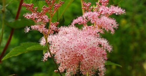 Пряные травы для чая. Дикорастущие растения и травы