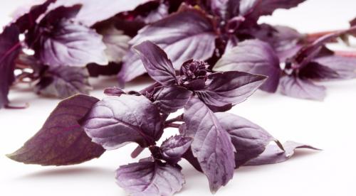 Какие пряные травы можно вырастить на огороде. Добавление статьи в новую подборку 12