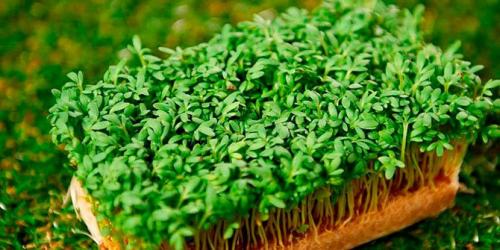 Многолетние пряные травы на подоконнике. 10 пряных трав, которые можно вырастить на подоконнике