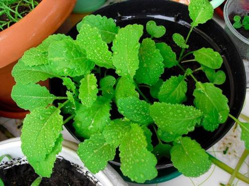 Многолетние пряные травы на подоконнике. 10 пряных трав, которые можно вырастить на подоконнике