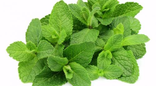 Какие пряные травы можно вырастить на огороде. Добавление статьи в новую подборку 11