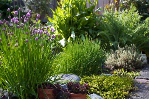 Какие пряные травы можно сажать вместе. Формирование клумбы с пряными травами